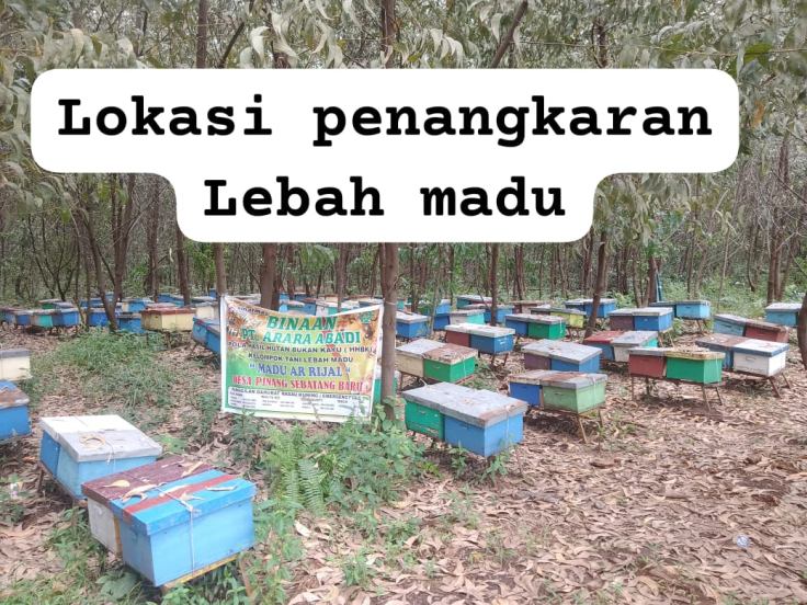 Gambar produk Madu Akasia Hitam (melifera)