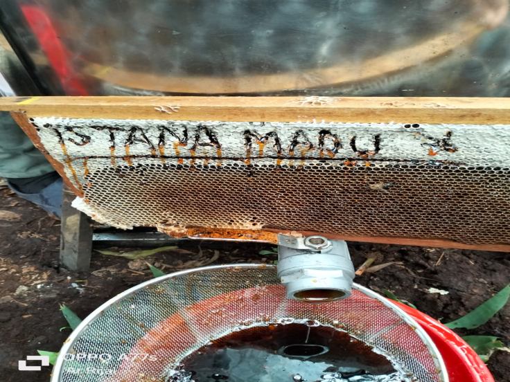 Gambar produk Madu Akasia Hitam (melifera)