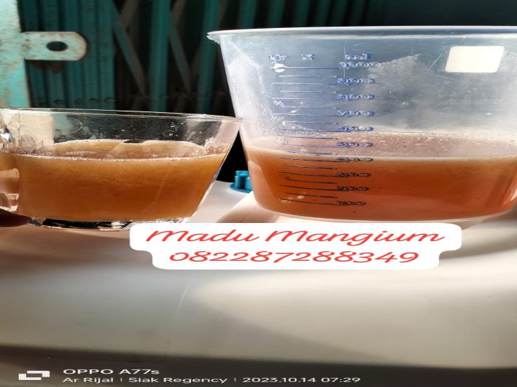 Gambar produk Madu Mangium